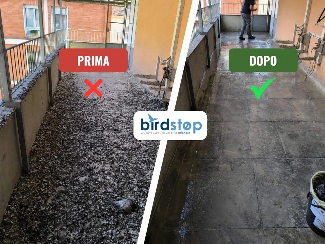 Guano accumulato su ballatoio di servizio