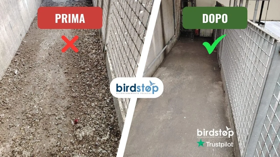 Grigliato con accumulo di guano di piccioni