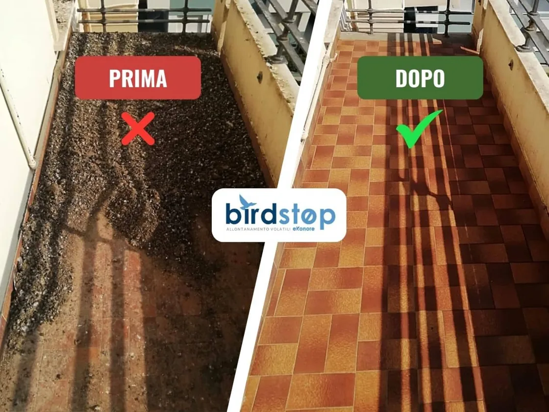Guano di piccioni su terrazzo condominiale