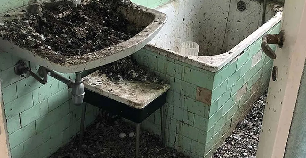 Ambiente contaminato da guano prima della bonifica